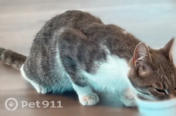 Chat trouvé Saint-Ouen-l'Aumône, photo: Chat trouvé mâle, Rue Philippe Maupas, 1, La Riche, Saint-Ouen-l'Aumône - blanc/tigré, assez jeune