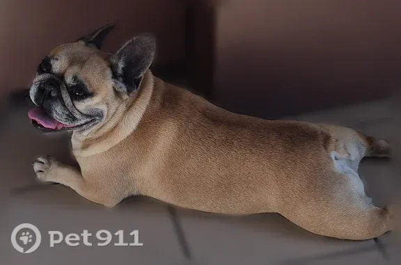 Couleur beige , femelle , sans collier , identifié à la gendarmerie au nom de Kiki avec sa puce. Propriétaire Mr Seven sur le logiciel .Mais malheureusement pas d adresse et numéro de téléphone répertorié. Je l ai trouvé hier à 17h à moras en valloire.
