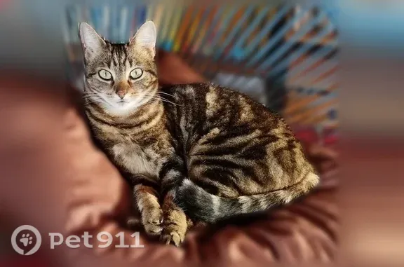Perdu chat femelle, Hent Run ar Mor, 7, Trédrez-Locquémeau - pucée, stérilisée - photo