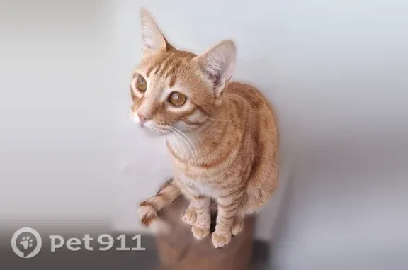 Chat perdu mâle, Rue Ernest Reyer, 7, La Seyne-sur-Mer - roux, grand, queue cassée - photo