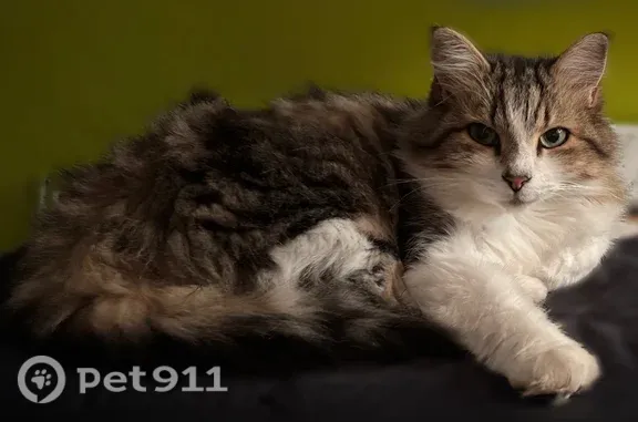 Chat perdu femelle, Rue Notre-Dame-des-Champs, 594, Jassans-Riottier - petit, 3 kg, pattes blanches - photo