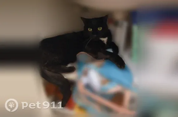 Chat perdu mâle, Rue Votier, 68, Angers - noir, yeux verts - photo