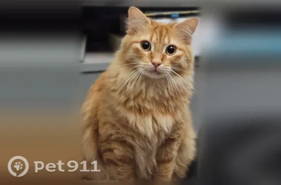 Chat perdu, mâle, Landerrouat - craintif, poils longs roux - photo
