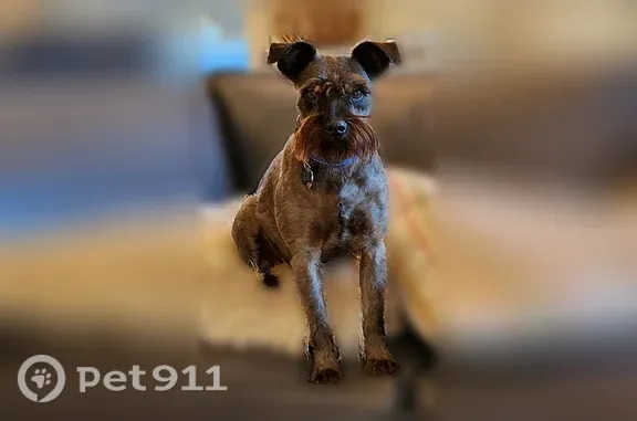 Lost dog, Lincoln Highway, 5586, Fremont — female, shy black Miniature Schnauzer - photo