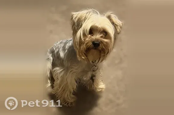 Lost dog, Hausman Street, 249, Toledo - male Yorkie, blue-gray, wearing skirts - photo