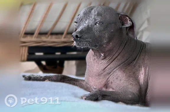 Lost dog, Porter Street, 720, Glendale - male, hairless black dog in a green hoodie - photo