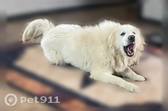 Lost dog, Bald Knob Road, 5580, Arlington - female, all white, very friendly - photo