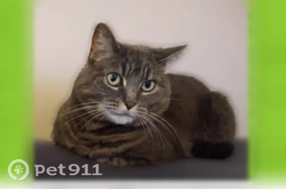 Missing cat Cleveland, photo: Lost cat, female, Broadview Court, 1917, Cleveland - light charcoal tabby, spayed