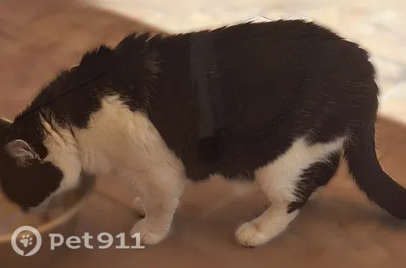 Chat perdu mâle, Avenue Salvador Allende, 59, Saulx-les-Chartreux, Paris - très sociable - photo