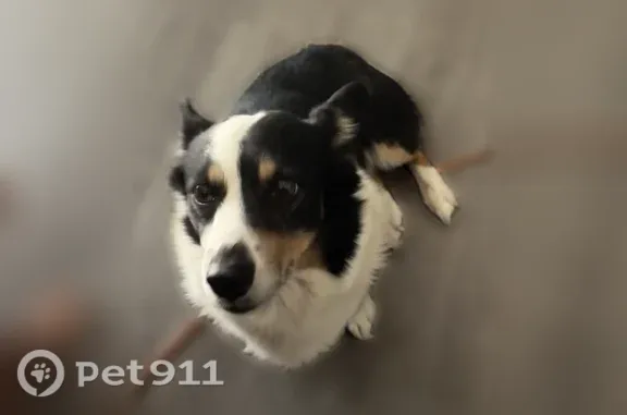 Lost dog, West 5th Street, 800, Fallon - friendly corgi/Australian shepherd mix - photo