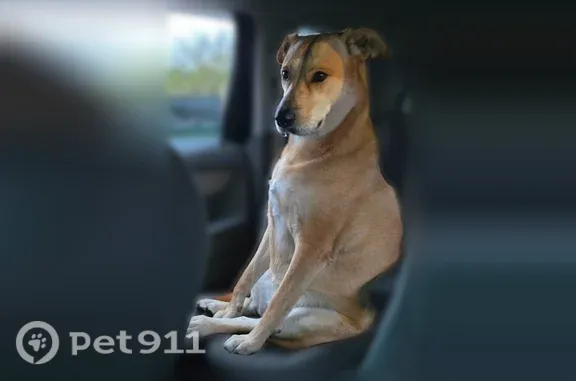 Lost dog, North Cleveland Avenue, 217, Hagerstown - female - tan lab mix - photo