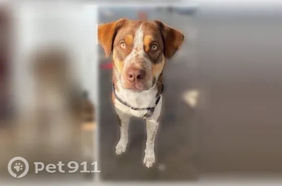 Lost dog, Tennyson Street, 3227, Denver - limping, red harness - photo