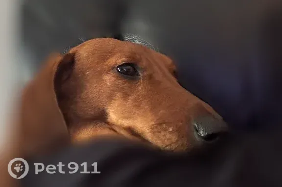 Lost dog, Brixton Court, 101, Spartanburg, Charlotte - female dachshund with a pink collar - photo