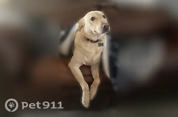 Lost dog, Southwest Nye Avenue, 590, Pendleton - female, orange collar - photo