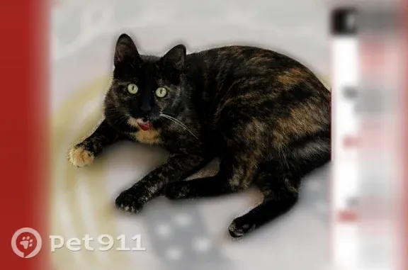 Missing cat Arlington, photo: Lost cat, Dryden Road, 2680, Arlington - female tortoiseshell with yellow eyes