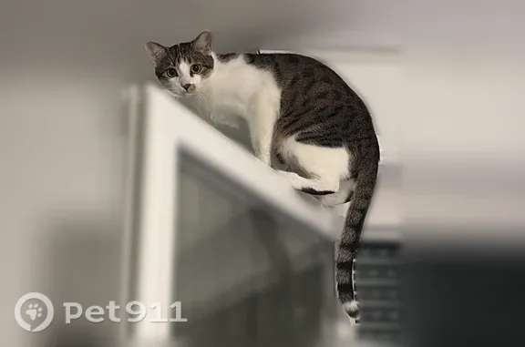 Chat perdu mâle, Rue Bavard, 9, Le Bouscat - trou de poil sous le menton - photo