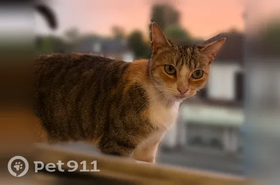 Chat perdu femelle, Rue Jules Guesde, 53, Caen - photo