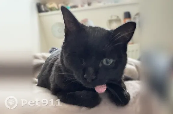 Perdue chatte femelle, D6015, 211, Rouen - borgne de l’œil droit et petite taille - photo