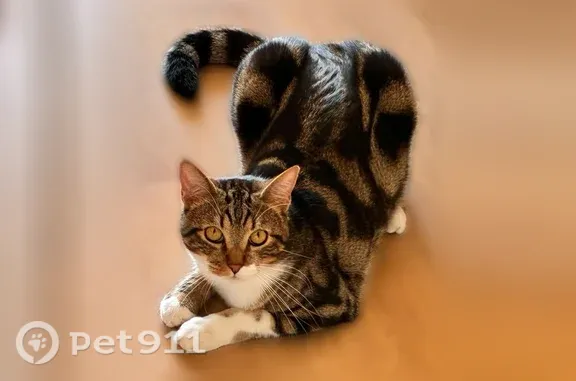 Chat perdu mâle, Rue Descartes, 39, Brive-la-Gaillarde — tombé du balcon - photo