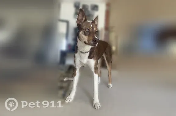 Lost dog female, Phoenix Avenue Northeast, 11000, Albuquerque, Cape Canaveral - green collar - photo