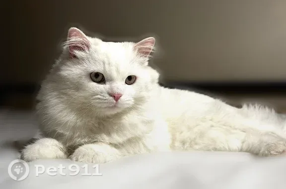 Chat perdu mâle, Rue des Fauvettes, 7, Nîmes - yeux bleus - photo