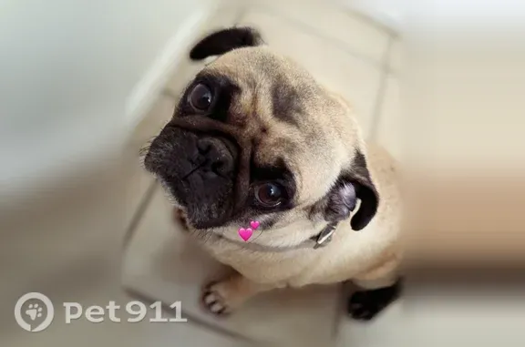 Lost dog, Charles Street, 330, Humble - female, small and chubby, heart-shaped mark on forehead - photo
