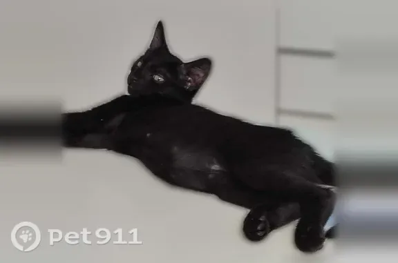 Perdu chat mâle, Allée des Chevrefeuilles, Villeneuve-lès-Avignon, Paris - chaton tout noir avec une petite tache blanche au cou - photo