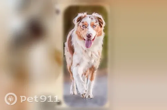 Perdu chien femelle, La Tertrais, 8, L'Hermitage, Paris — rouge merle - photo