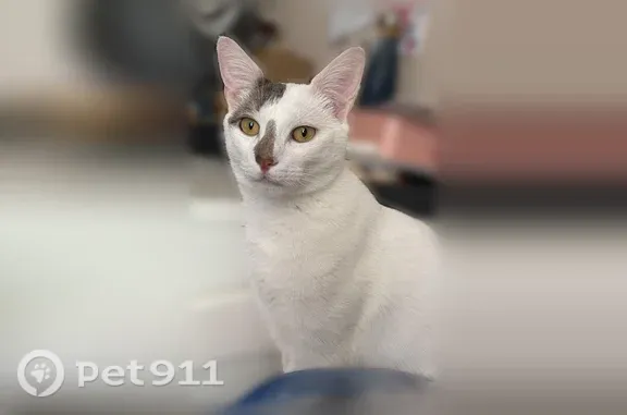 Chat perdu mâle, Allée du Bouvreuil, 11, Limeil-Brévannes - blanc, queue noire et blanche - photo