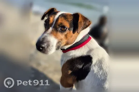 Chien perdu mâle, Rue Jérome Petion, 27, Quimper - petit et très craintif - photo