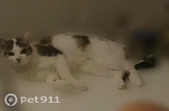 Chat perdu, Chemin du Moulin de Hyacinthe, 20, Saint-Malo — femelle - photo
