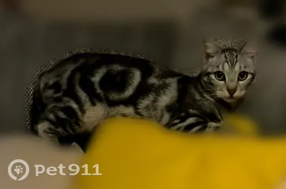 Chat perdu, femelle, Paris - grise tigrée, très peureuse - photo