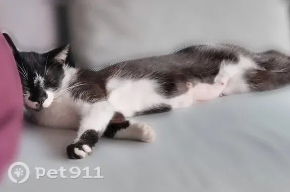 Chat perdu femelle, Rue des Varennes, 17, Saint-Genouph, Tours - petite, fine, blanche et noire - photo