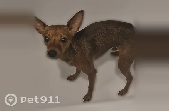 Chien perdu, Rue du Président Coty, 155, Tourcoing, Paris - mâle, petit pinscher - photo