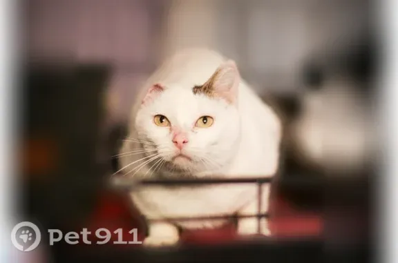 Chat perdu mâle, Rue Bellevue, 268, Mallemort, Arc-et-Senans - blanc, sans une oreille - photo