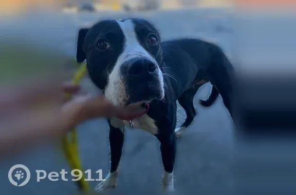 Lost dog, Revere Street, 102C, Lexington — female, black and white, red collar - photo