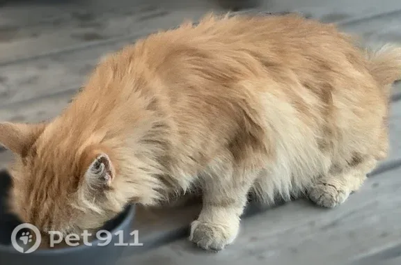 Chat trouvé Paris, photo: Chat trouvé, Jard-sur-Mer, Paris - de couleur caramel, poil long