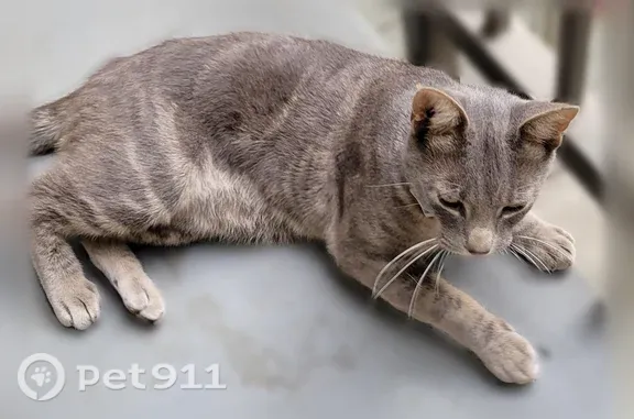 Found cat San Ramon, photo: Found cat, Elm Court, 180, Sunnyvale, San Ramon - male, brown with grey stripes, friendly