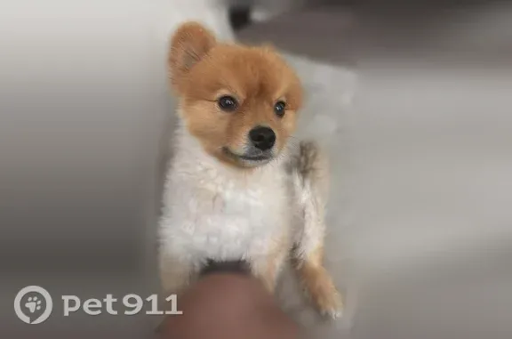 It is Pomerian. It is yellow and white. It is small dog.