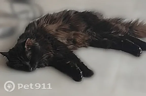 Chat perdu mâle, Impasse de l'Enclos, 4, Aizenay - noir aux longs poils, yeux jaunes - photo