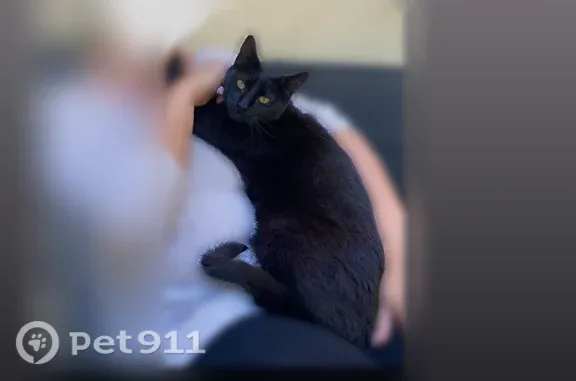 Chat perdu mâle, Rue de la Pinède, 5, Château-Arnoux-Saint-Auban, Volonne - noir, castré, dent cassée - photo