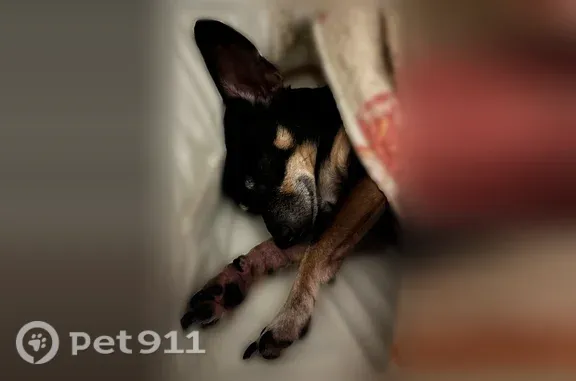 Lost dog, Tebassa Road, 2449, Jacksonville - female Chihuahua - photo