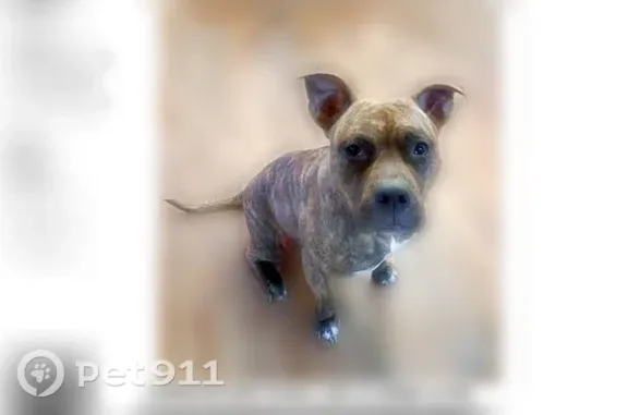 Lost dog, Country Club Hills, Fenton - female, brindle pitbull, 2 years old - photo