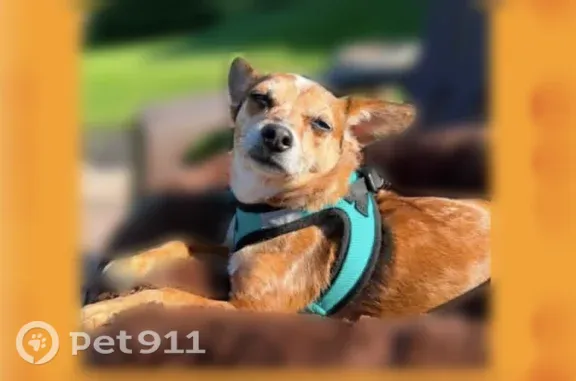 Lost dog, East Mount Vernon Street, 100, Lansdale - female, skittish, chipped - photo