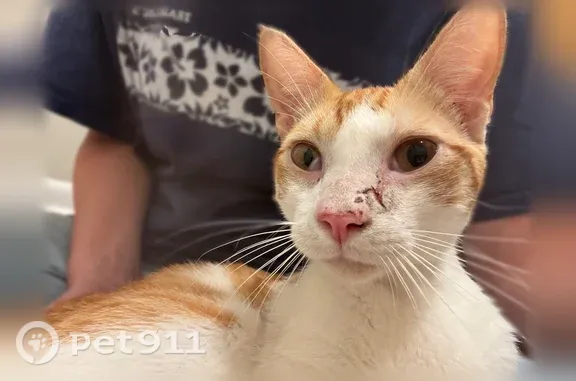 Found cat Knoxville, photo: Found cat, Lowwood Drive, Knoxville - young male, very friendly and social