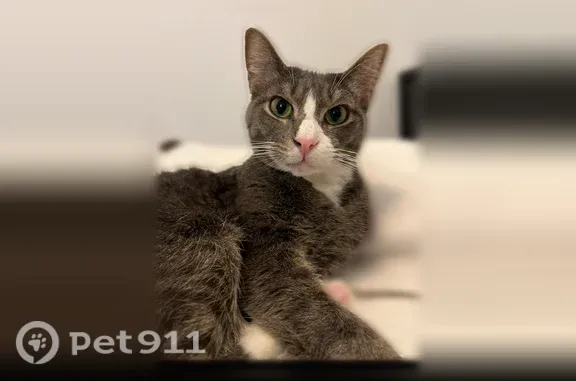 Lost male cat, Ponce De Leon Court Northeast, 723, Atlanta - shy grey cat with white markings - photo