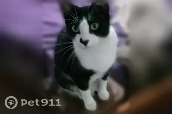 Lost cat, 2Q7F+V2 Floral Park, FL, USA, Lake Helen - female, black nose, white boots - photo