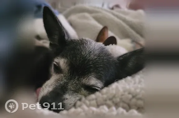 Lost dog, Deming, New Mexico - black chihuahua, 14 years old - photo