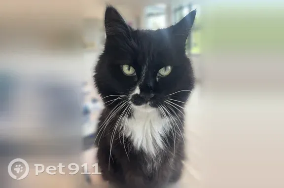 Lost cat, male, Halter Road, 14680, Wellington - long-haired black and white - photo
