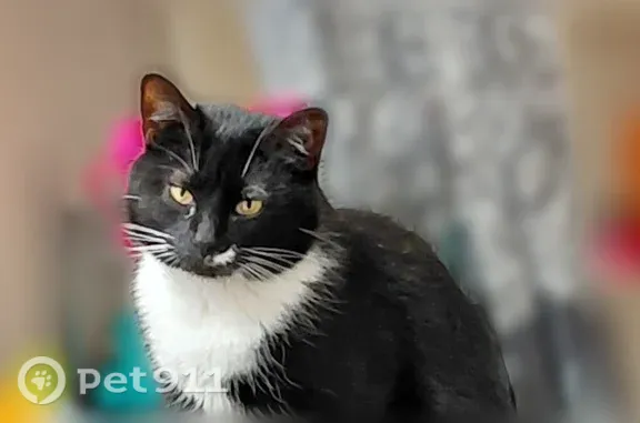 Lost and found pets Belgrade, photo: Lost cat, Frank Road, 200, Belgrade - black and white tuxedo with a white smudge